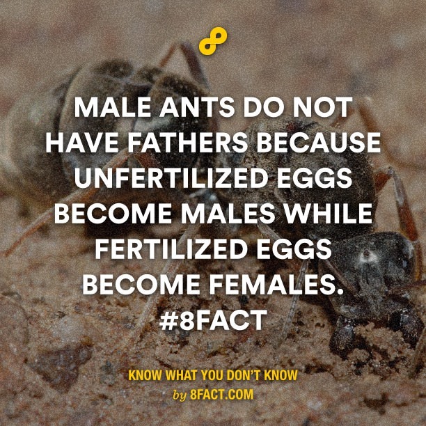 male ants - meme
