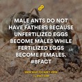 male ants