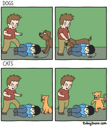 Gatos (●__●) - meme