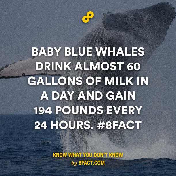 babtly blue whales - meme