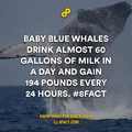 babtly blue whales