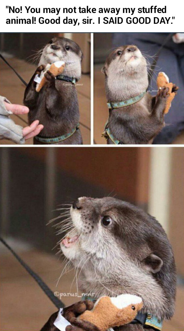Otters are awesome - meme