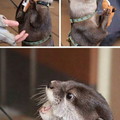 Otters are awesome