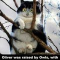 Poor Owliver *Pun pun*