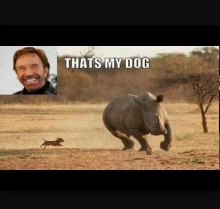 El perro de Chuck Norris - meme