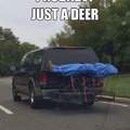 Yeah... A deer.