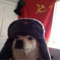 Le chien communiste