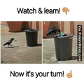 watch and learn