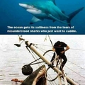 i love sharks