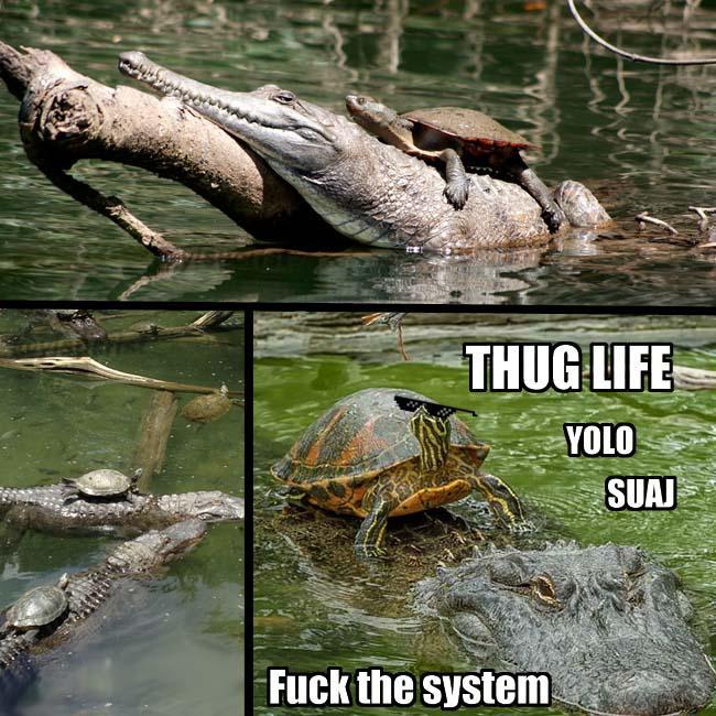 thug life - meme