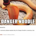 slither says the noodle