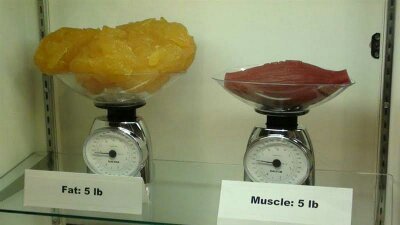 A comparison showing fat vs muscle - meme