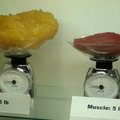 A comparison showing fat vs muscle