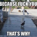 a duck being a dick lol
