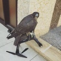 this hawk