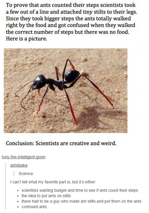 Confused ants  - meme