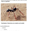 Confused ants 