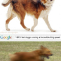VERY fast doggo running at incredible hihg speed