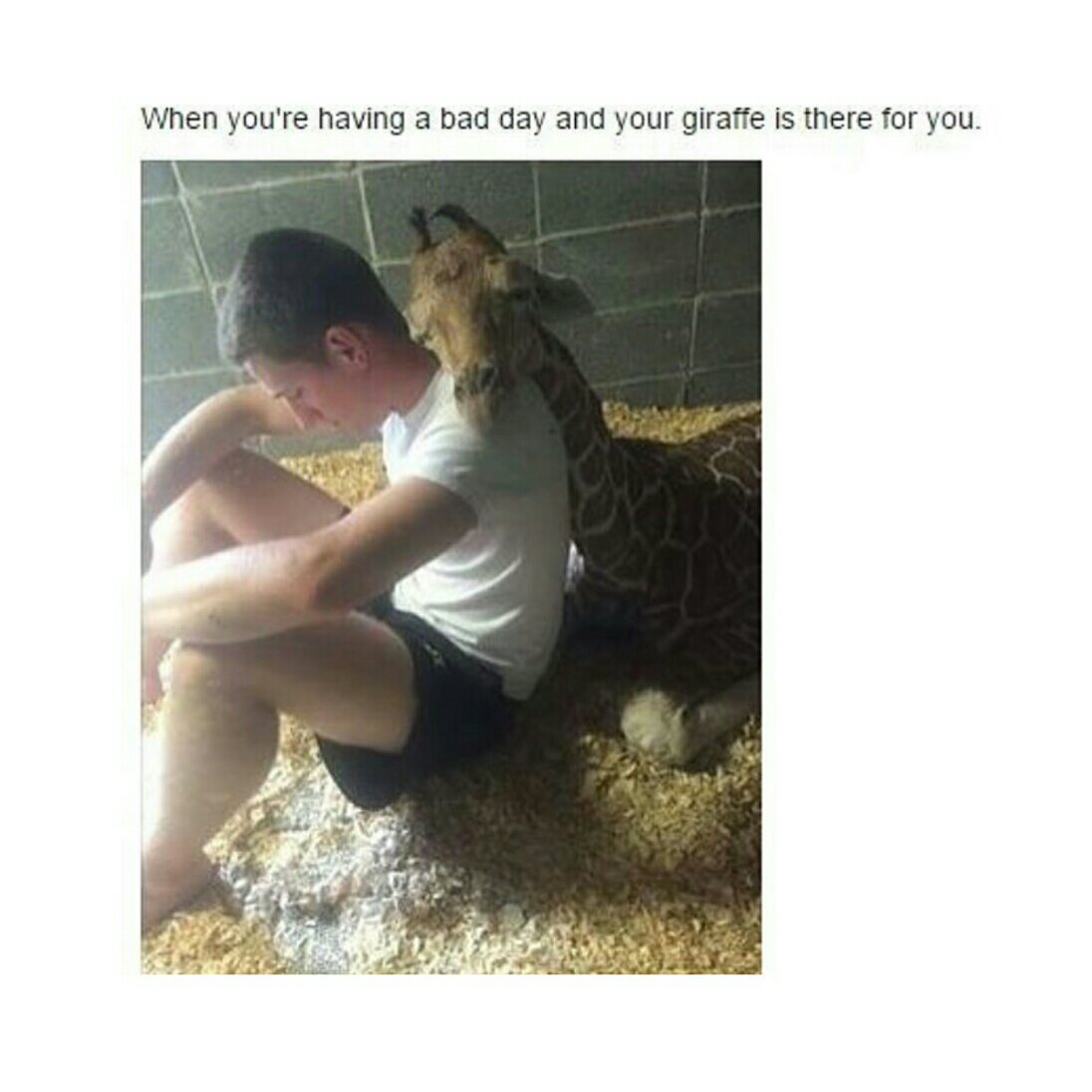 Giraffes - meme
