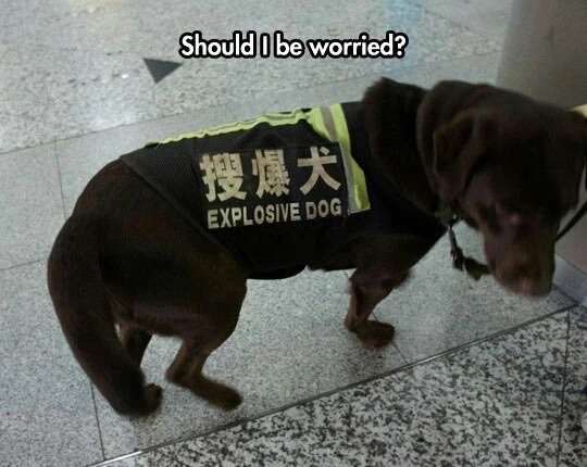Explosive dog? - meme