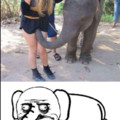 Elefante pervertido