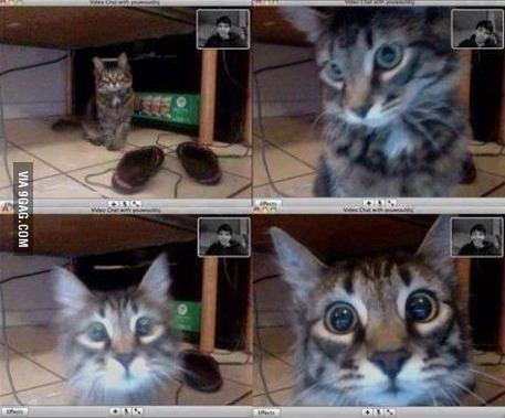 Skype with cat - meme