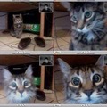 Skype with cat