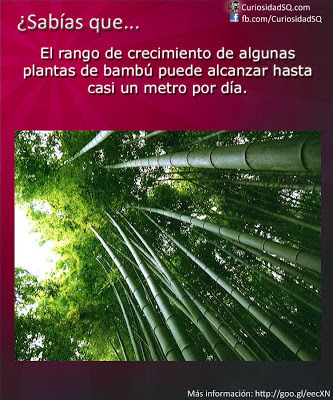 Bambuu - meme