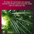 Bambuu