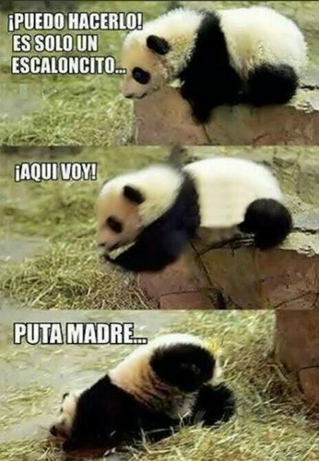 Like si amas los pandas - meme