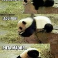 Like si amas los pandas