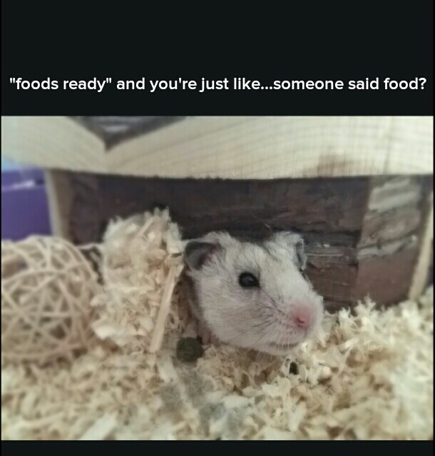 My hamster, Leo when i call and say it's food time. - meme