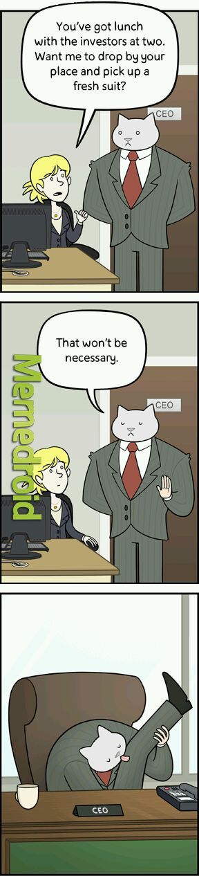 Business Cat - meme