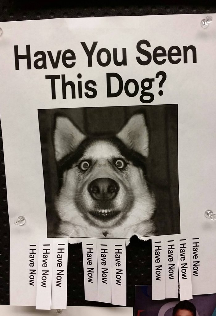 Comment "I have now" if you've seen this dog - meme