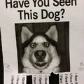 Comment "I have now" if you've seen this dog