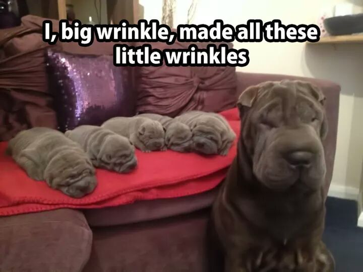 I need all the wrinklets. And the Wrinkle. - meme