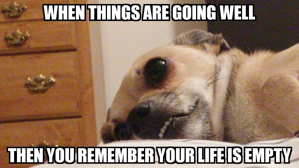 Dogs lives are hard - meme