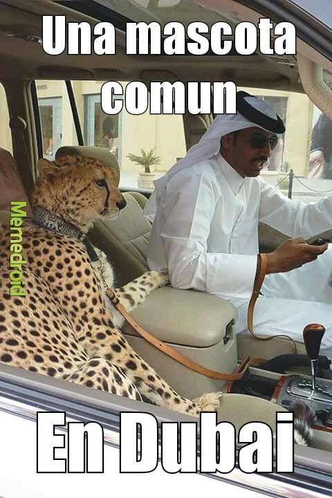 Dubai - meme