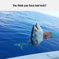 Half fish