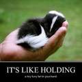 Skunks are so cute when they're no spraying you