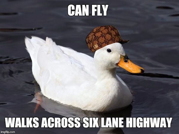 Ducks are assholes - meme
