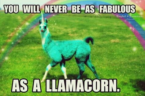 Llamacorn - meme