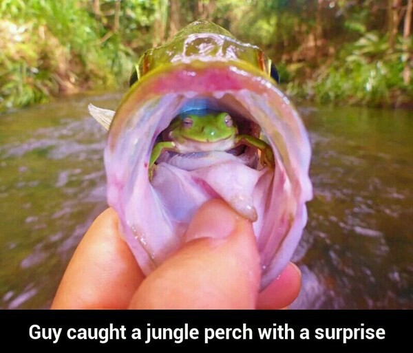 Jungle perch - meme
