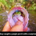 Jungle perch