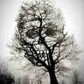 Árvore da morte