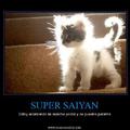 Super Saiyan nivel gato
