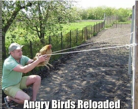 Angry hens - meme