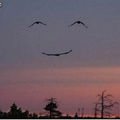 Natureza feliz :)