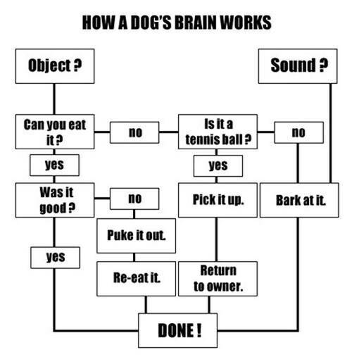 Flowchart About Dogs - meme