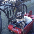 Pug the soldier